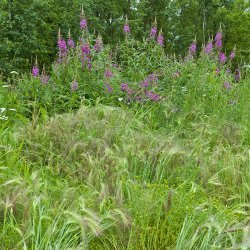 Fireweed Jelly