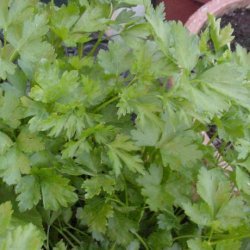 F J's Parsley Dumplings