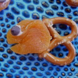 School of Fish-Presented in Technicolor™ by -Tasty Dish--
