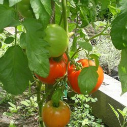 Tomato Growing Tips