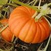 Pumpkin Nut Bread