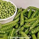 Pea Salad