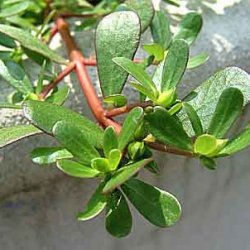 Purslane And Yogurt Salad