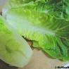 Romaine Salad With Tahini Dressing