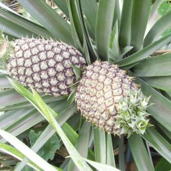 Pineapple Cole Slaw