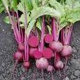 European Beets And Herring