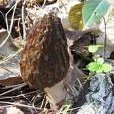 Morels And Eggs