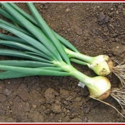 Mountain Country Fried Green Onions