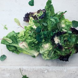 Lettuce Hearts with Shaved Hazelnuts