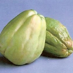 Chayote Squash--pronounced Chah-yoh-teh