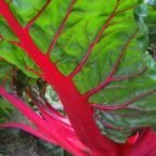 Swiss Chard And Potatoes For Two