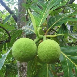 Ulu Mes Manière (breadfruit My Way)