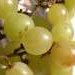 Green Grapes And Brandy