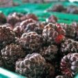 Chocolate Black Raspberry Brownies