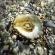 Succulent Oyster Bisque