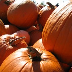 Pumpkin Chili