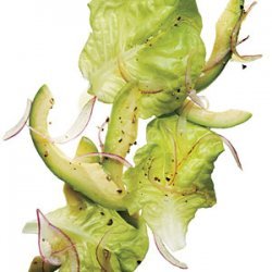 Avocado-Butter Lettuce Salad