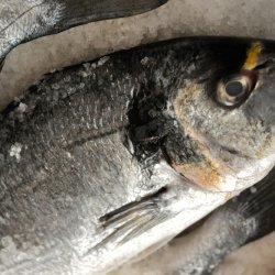 Whole Fish Baked in Sea Salt