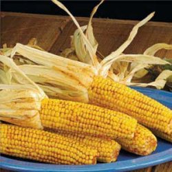 Santa Fe Corn on the Cob