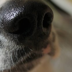 Dog's Nose