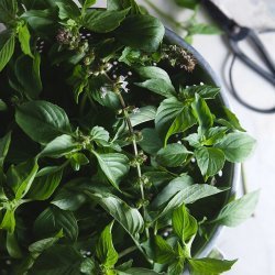 Basil Vodka Gimlets