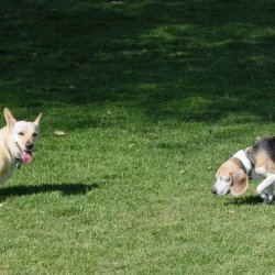 Grape Dogs