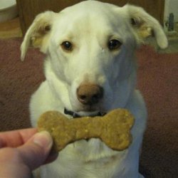 Dog Cookies